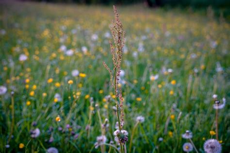 Prairie Fleurie Pissenlit Photo Gratuite Sur Pixabay Pixabay