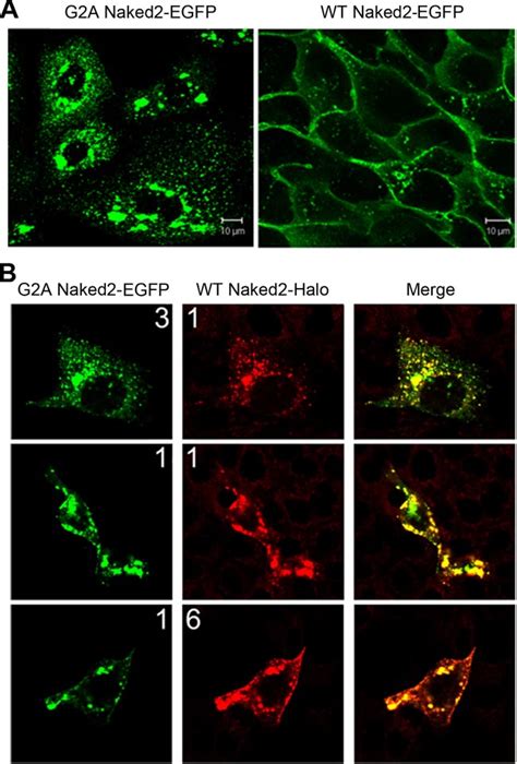 G2A Naked2 Does Not Localize To The Plasma Membrane A MDCK Cells