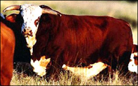 Braford | Purebred Cattle Breeders | South Florida Beef-Forage Program | UF/IFAS