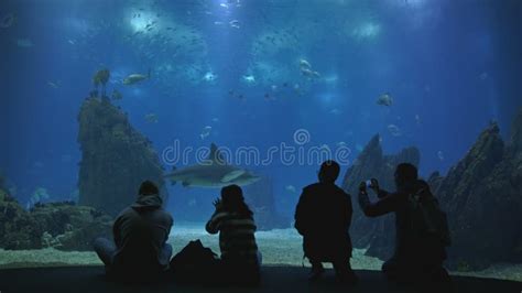 Black Silhouettes Of Visitors To The Oceanarium Look At The Fish Behind