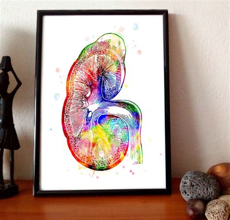 Kidney Watercolor Print Human Organs Anatomy Art Urology Poster