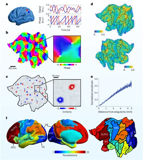 Neuroscientists Detect Spiral-Shaped Signals that Organize Brain Activity | Sci.News