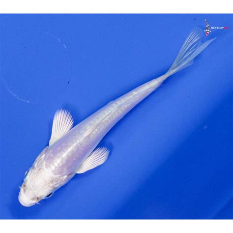 3 Imported Doitsu Platinum Ogon Butterfly Koi Koi Fish For Sale