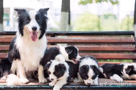 边境牧羊犬，智商第一的聪明狗，你喜欢吗 知乎