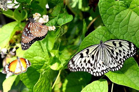 Penang Butterfly Farm Batu Ferringhi Attractions