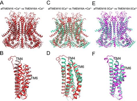 Figures And Data In Structural Basis Of Ca Dependent Activation And