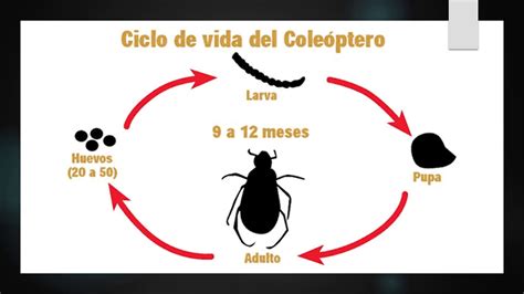 El Ciclo De Los Insectos Para Preescolar