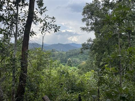 The Ultimate Guide To The Chiang Mai Jungle Trek 2024