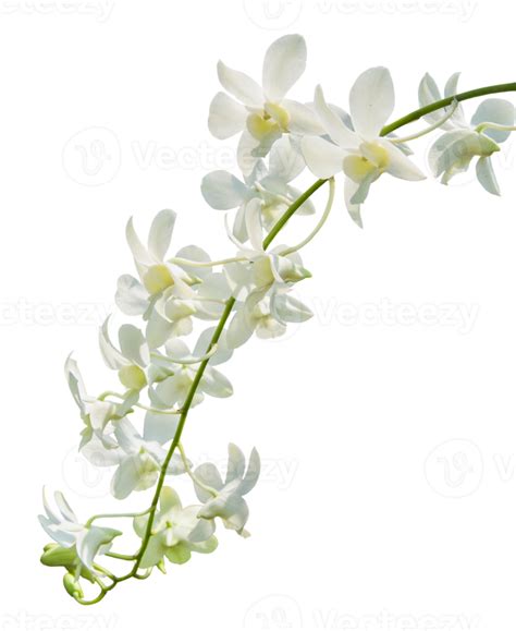 Orchid Flowers Isolated On White With Clipping Path Png