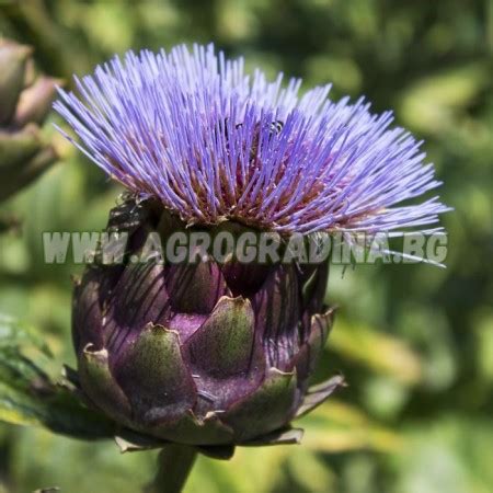 Артишок Виолет Де Прованс / Violet de Provence