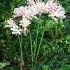 Lycoris Species Magic Lily Naked Lady Resurrection Lily Surprise