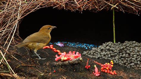 Galería De La Naturaleza Haciendo Arquitectura La Enramada Del Pájaro