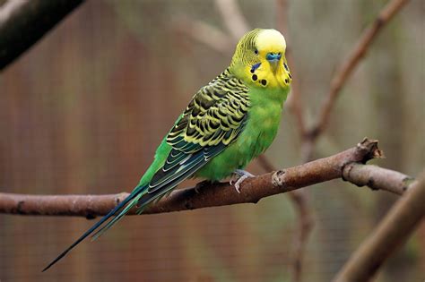 100 000 Free Budgie Bird Budgie Images Pixabay