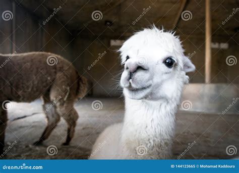 Beautiful And Cute Happy White Alpaca Looking Ahead Stock Image Image