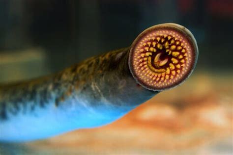 The Sea Lamprey Habitat And Morphology My Animals