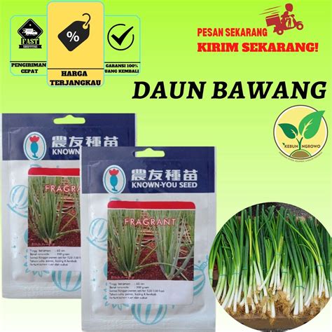 Jual 10 Gr Benih Biji Daun Bawang Prei Fragrant Bibit Known You Seed