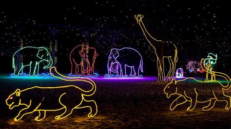 Denver Zoo Lights Tickets 2024 - Aggie Sonnie