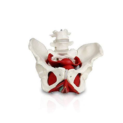 Parco Scientific PB00024 Pelvis femenina con órganos Músculos del