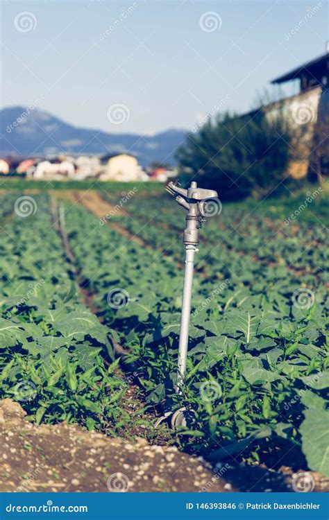 Sistema Em Um Campo Agricultura Da Planta Da Irriga O Foto De Stock