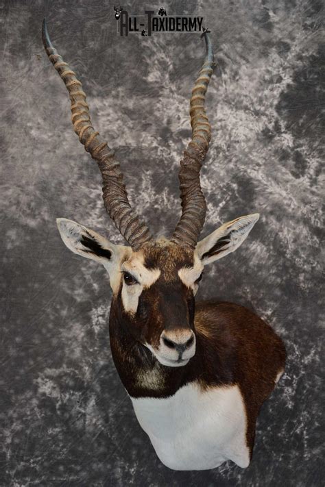 Blackbuck Antelope Mount