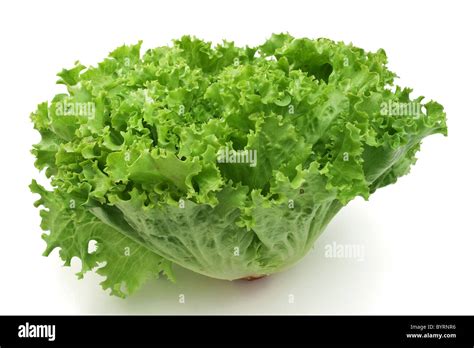 Leaf Lettuce