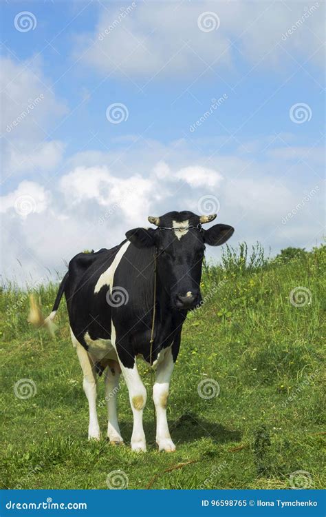 Black And White Color Cow Grazing In Green Meadow Stock Image Image