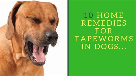 10 Home Remedies For Tapeworms In Dogs Youtube