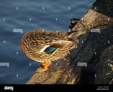 Female Mallard Duck Anas Platyrhynchos Standing On A Log Above The