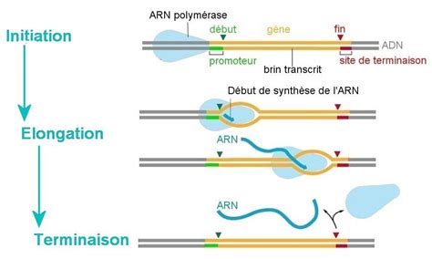 La synthèse des protéines comprend deux étapes la transcription