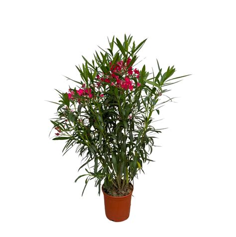 Nerium Oleander Bush 130cm Green Bubble