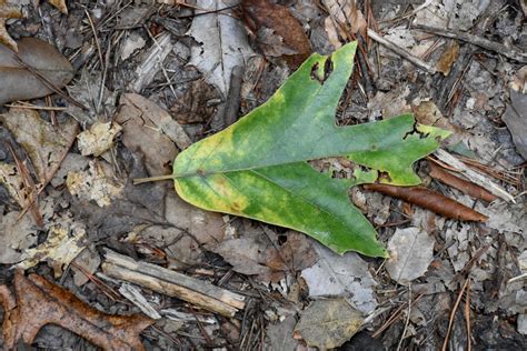 Maryland Biodiversity Project Southern Red Oak Quercus Falcata