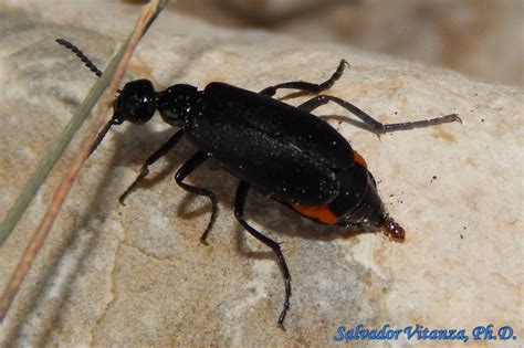 Coleoptera Meloidae Epicauta Conferta Blister Beetles A Urban