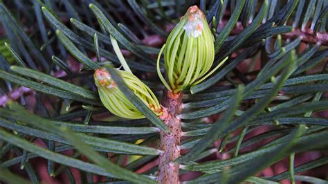 Abies Concolor Pinaceae Image At Phytoimages Siu Edu