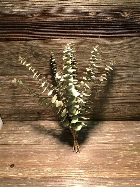 10 Dried Eucalyptus Stems 16 total length Dried | Etsy