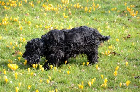 Black Spaniel Dog stock image. Image of lawn, yellow - 114336159