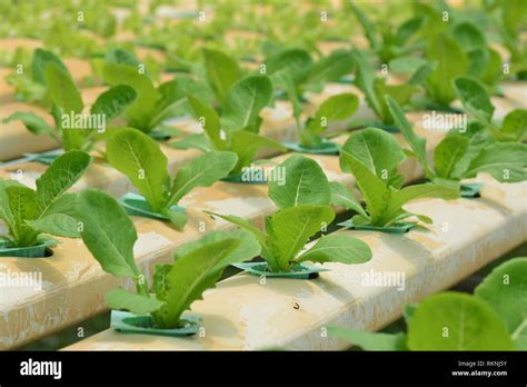 Hydroponic Plants In Vegetable Garden Farm Greenhouse Of Hydroponic