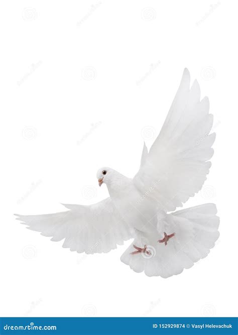 Free Flying White Dove Isolated Stock Photo Image Of Hope Beauty