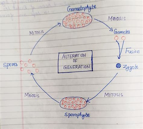 Solved Complete The Life Cycle Diagram Below By Sketching And Labeling The Course Hero