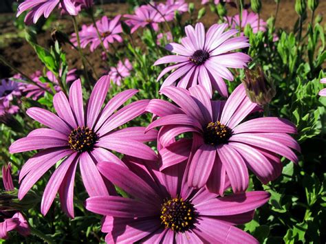 Диморфотека тетра Голиаф (55 фото) - фото - картинки и рисунки: скачать ...