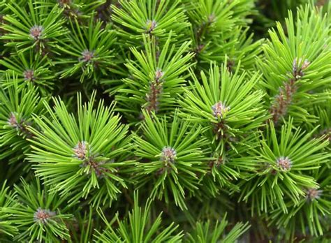 Pinus Densiflora Low Glow Japanese Red Pine