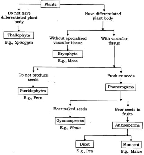 Ncert Solutions For Class 9 Science Chapter 7 Diversity In Living