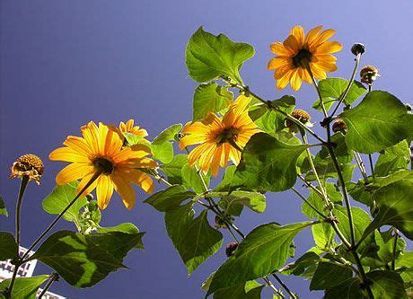 Tithonia Plant Growing & Care Guide for Gardeners