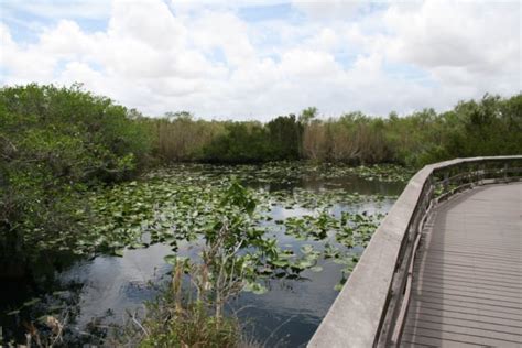 The Everglades National Park Wander