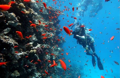 Tauchen Im Roten Meer In ägypten Wunderschönes Korallenriff Mit