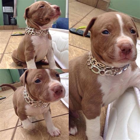 Pitbull Im Crying Cutest Little Thing Ever Pitbulls Pitbull