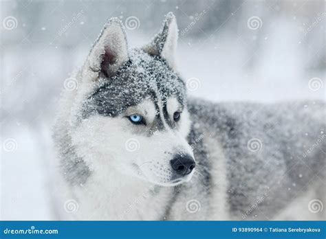 Siberian Husky Dog Grey And White Snow On The Head Wondering Portrait