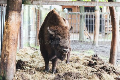 Zubr Or European Bison Stock Image Image Of Horned 108612485