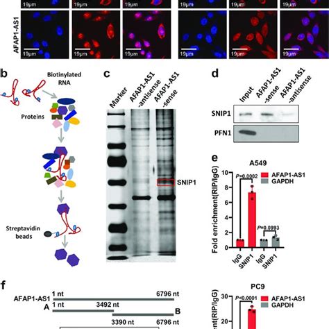 Afap1 As1 Mediates The Combination Of Snip1 And C Myc Proteins Acting Download Scientific