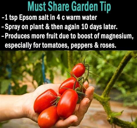 Epsom Salt Brilliant Things It Can Do For Your Garden Plants