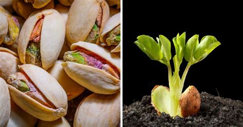 Aprende A Germinar Y Cultivar Pistachos En Una Maceta De Forma Muy